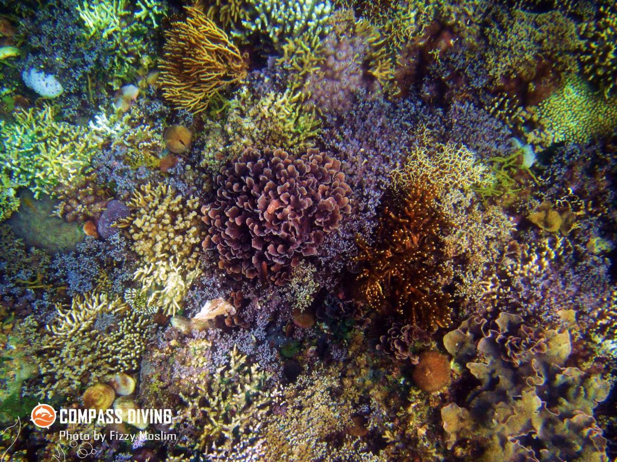 Compass Diving Resort Beloi Exterior foto