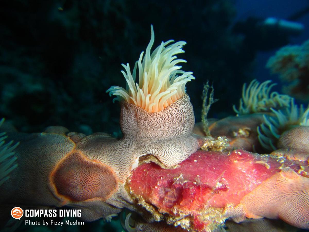 Compass Diving Resort Beloi Exterior foto